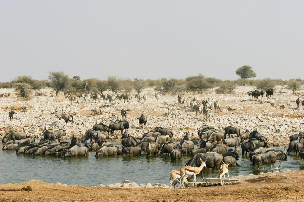 Etosha Village Okaukuejo Exterior photo
